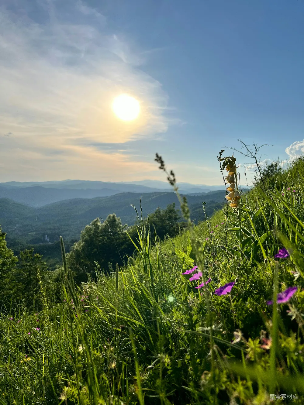 高清摄影 自然风光 清晨 野花 山景 宁静 山间晨曦与野花