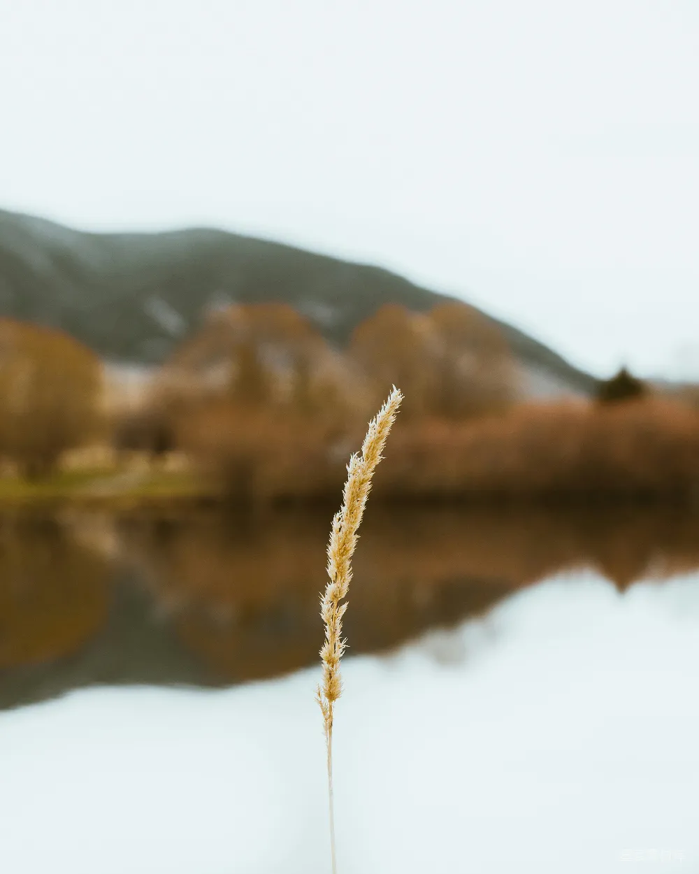 这张图片展示了一片冬日湖畔的景象。前景中，一根枯黄的草茎在雪地上显得格外醒目，背景是远处的山脉和反射在湖面上的倒影。整个画面给人一种宁静和淡雅的感觉，适合用来表达冬日的静谧与自然之美。