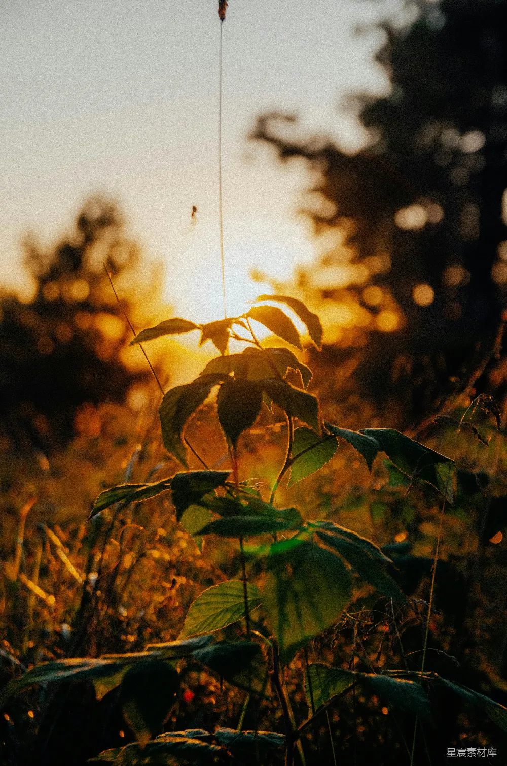 高清摄影 自然 植物 黄昏 剪影 宁静 黄昏的植物剪影