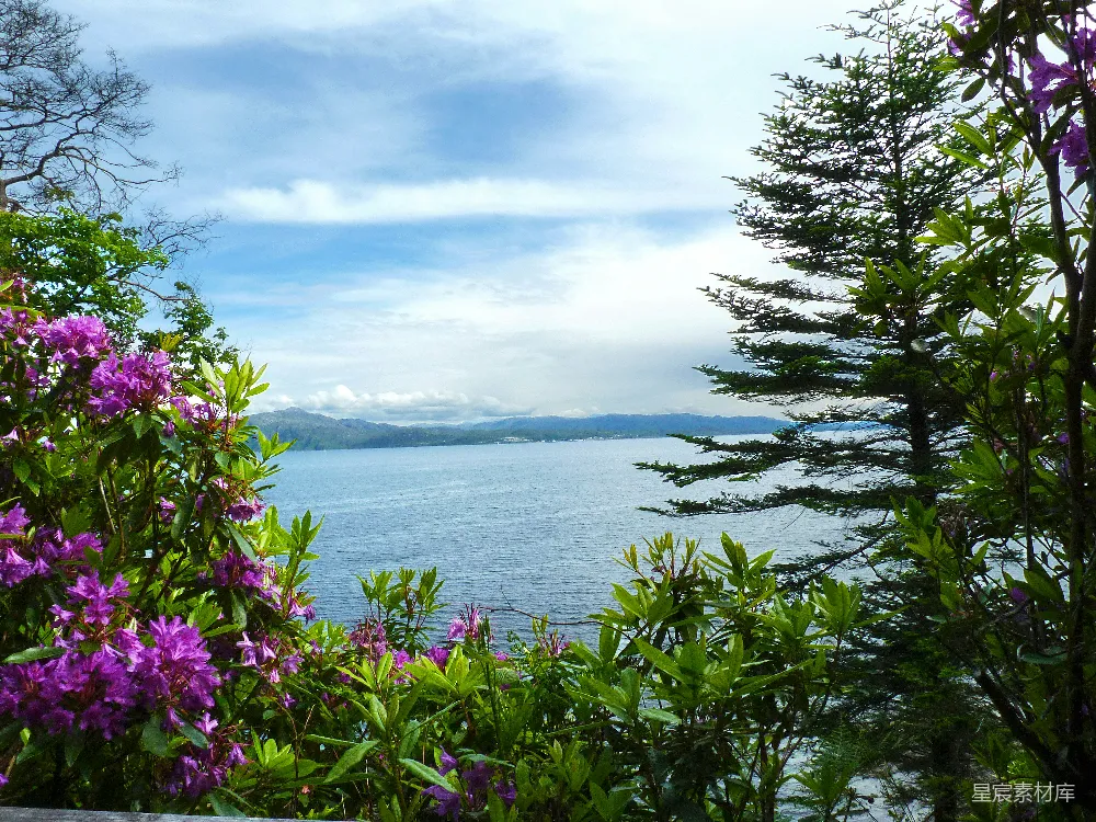 高清摄影 自然景观 湖景 花卉 宁静 户外 湖畔盛开的紫色花朵