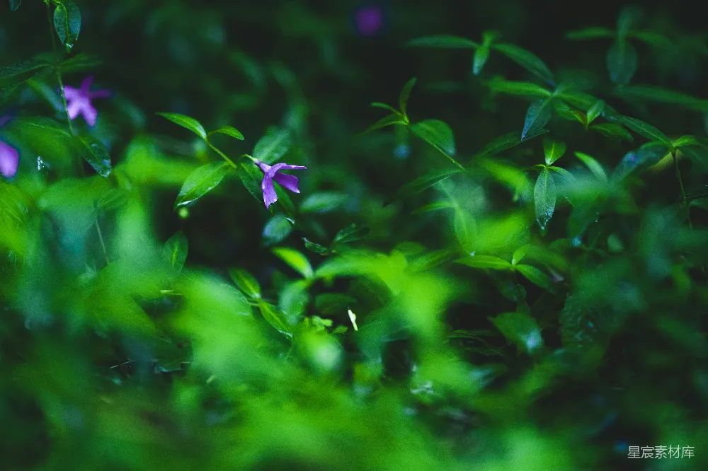 高清摄影 紫色小花 雨后景象 自然之美 清新氛围 植物特写 雨后紫色小花与翠绿叶子