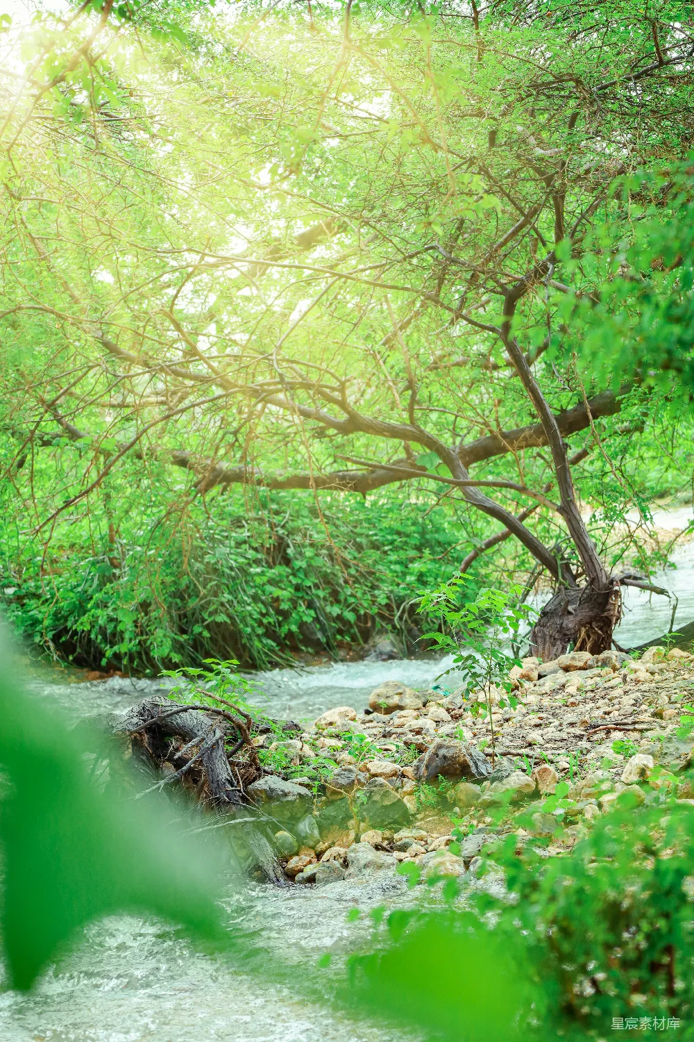 高清摄影 自然 溪流 阳光 绿色 宁静 阳光洒满的自然小溪