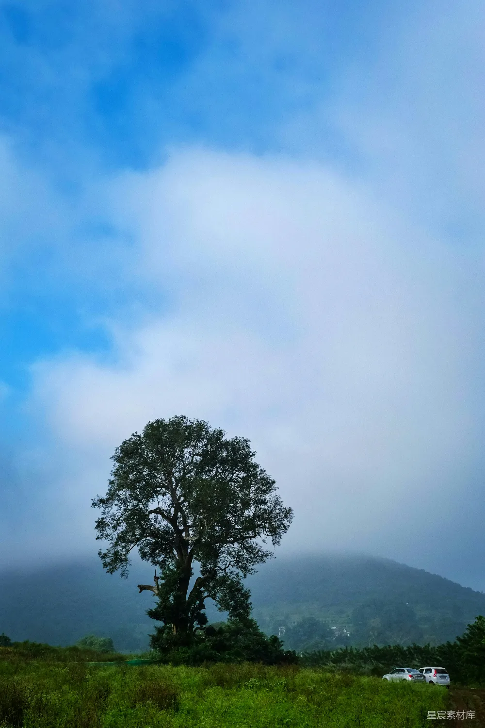 高清摄影 自然风光 宁静 风景摄影 户外 树 云雾缭绕的孤树