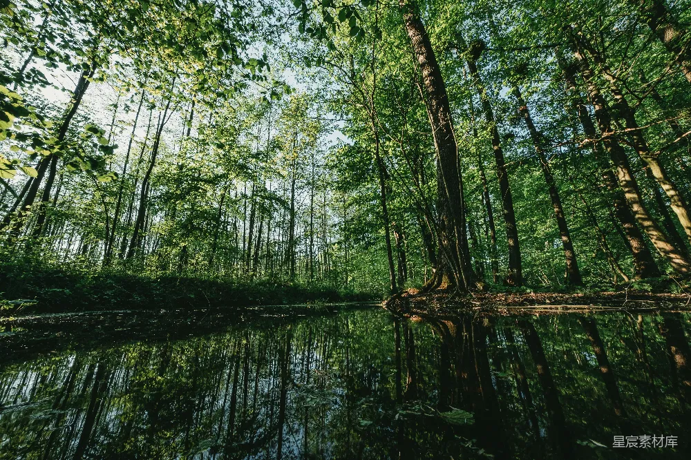 高清摄影 自然风光 宁静 森林 水景 和谐 森林中的静谧水镜