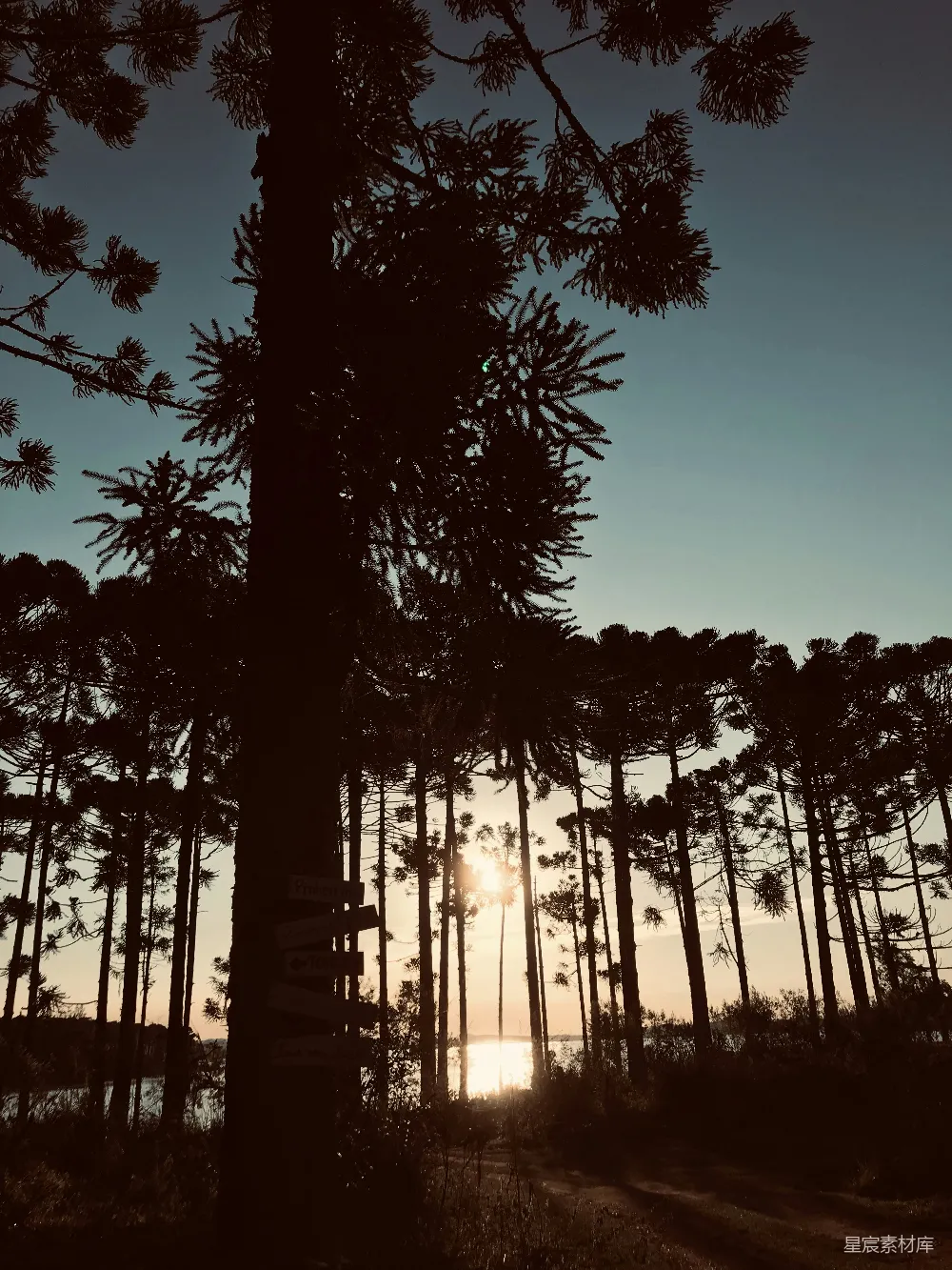 高清摄影 日落 松树 自然 宁静 户外 日落时的松树林