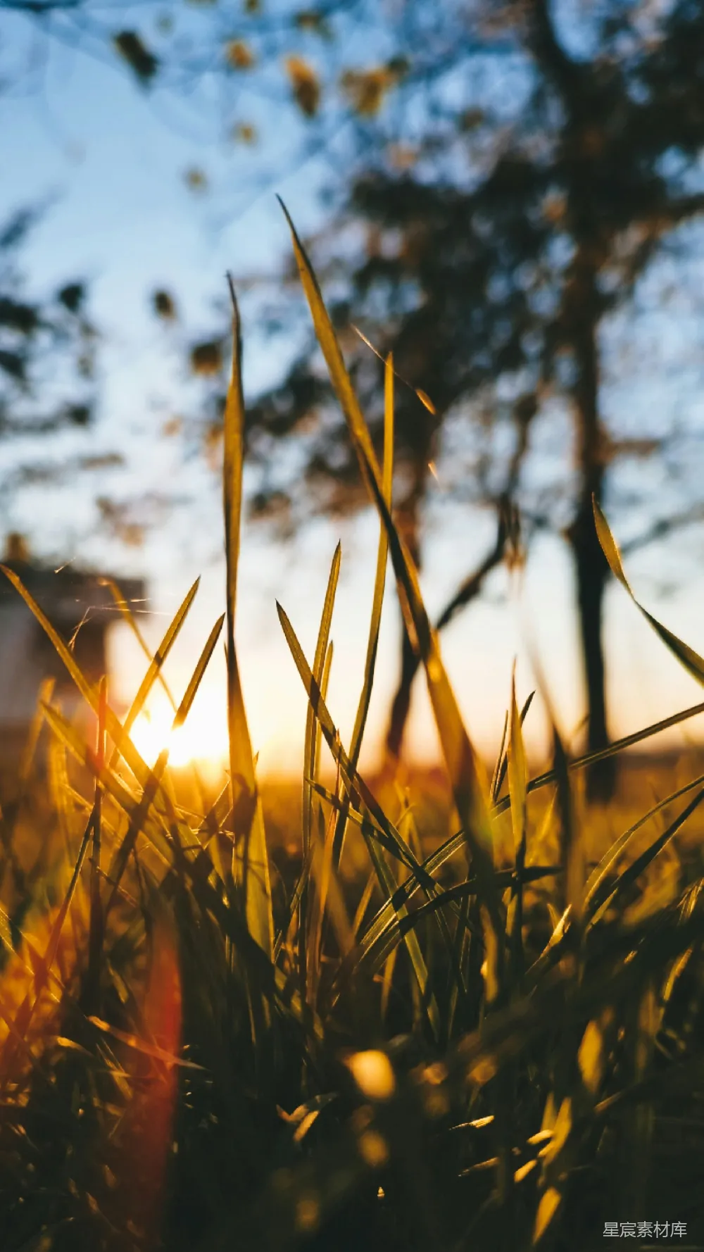 高清摄影 自然 夕阳 草丛 宁静 户外 夕阳下的草丛