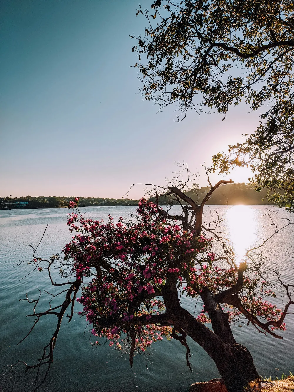 高清摄影 自然景观 湖畔 夕阳 花卉 宁静 湖边盛开的粉色花树