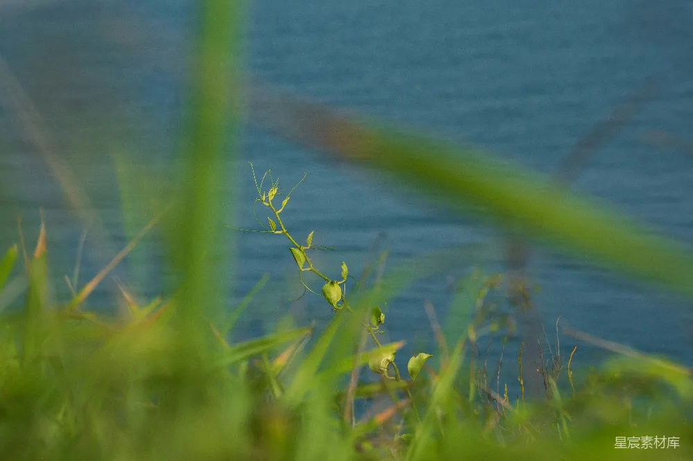 高清摄影 自然 湖景 绿色 植物 宁静 湖畔的绿意