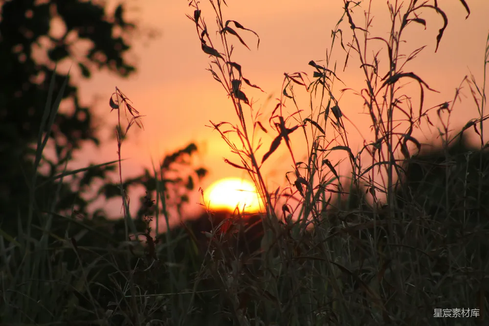 高清摄影 夕阳 自然 芦苇 宁静 乡村 夕阳下的芦苇