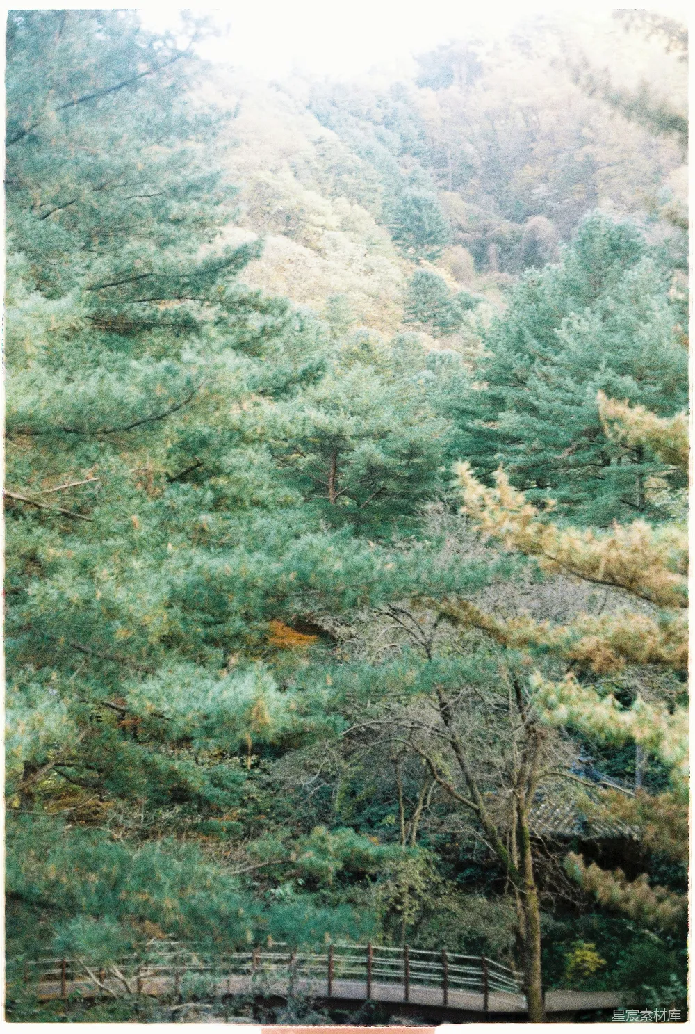 高清摄影 自然 森林 小径 户外 风景 森林中的小径