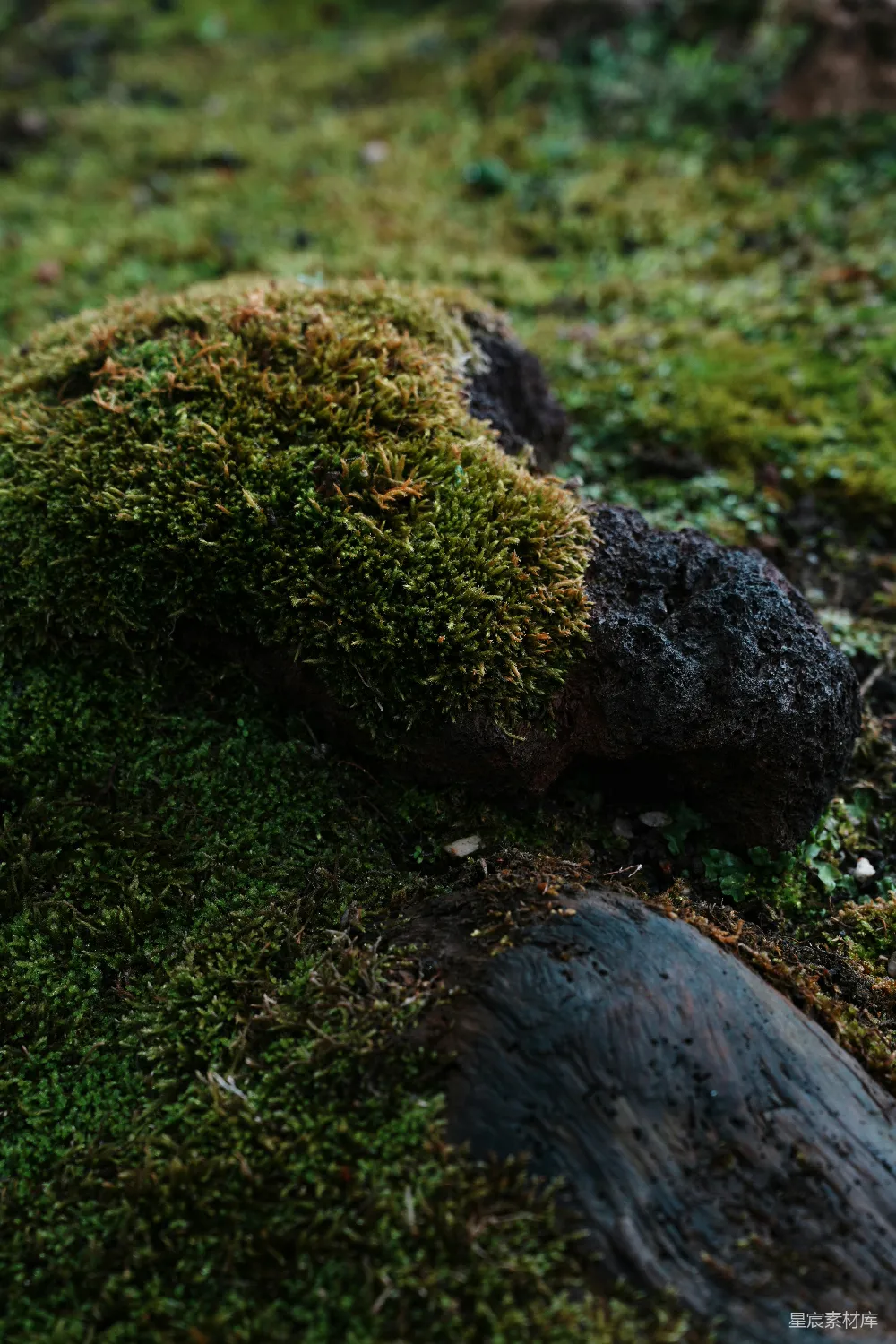 高清摄影 苔藓 自然 树根 生态 宁静 苔藓覆盖的树根
