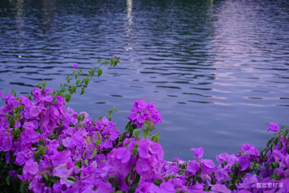 高清摄影 花卉 宁静 自然 湖景 紫色 湖畔紫花