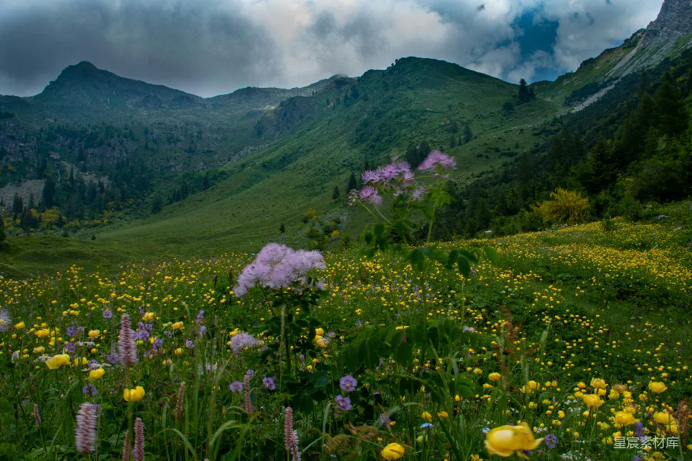 高清摄影 自然风光 户外 风景 野花 山地 山间花海