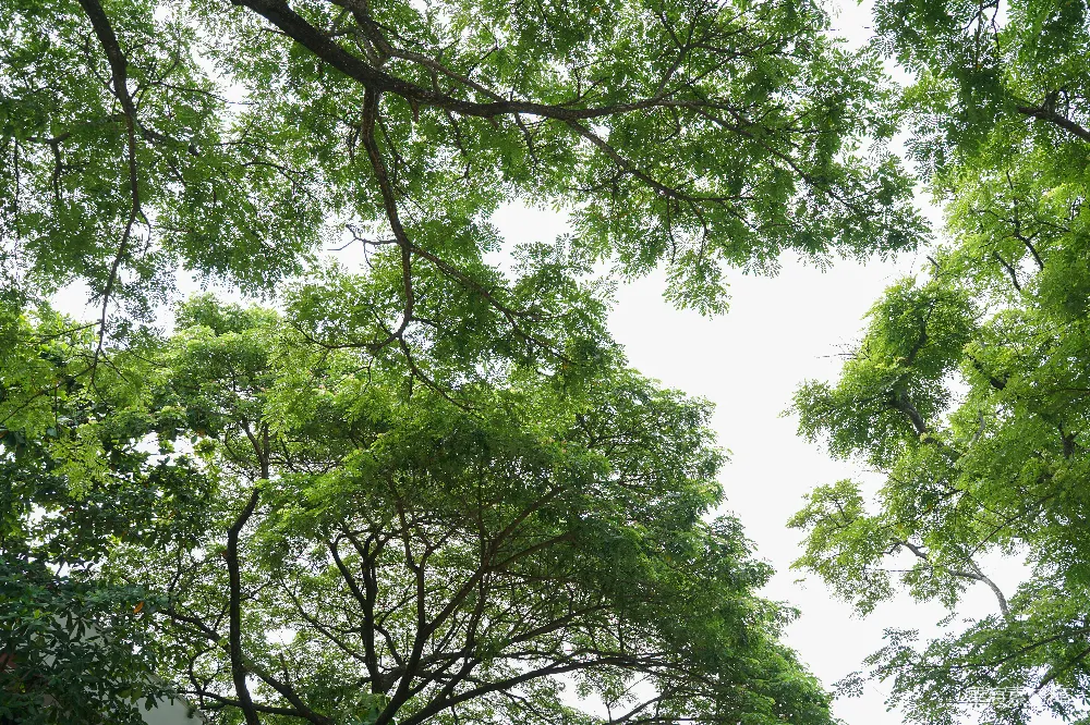 高清摄影 自然 绿色 宁静 户外 风景 树梢下的天空