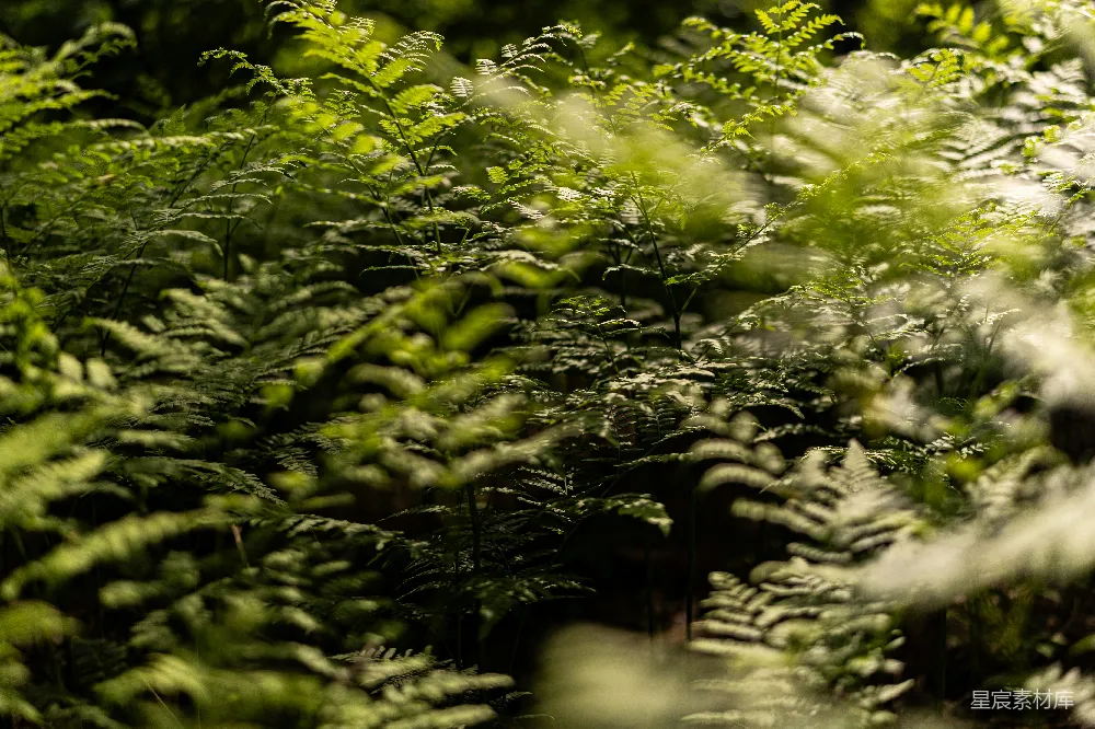 高清摄影 蕨类植物 森林 自然 光影 宁静 幽暗森林中的蕨类植物