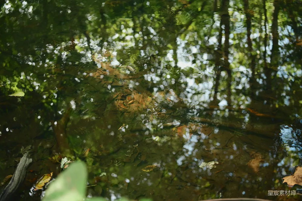 这张图片展示了森林中的清澈池水，水面上倒映着树木和蓝天，光影斑驳，营造出一种宁静而神秘的氛围。适合用作自然风光或宁静心情的背景。