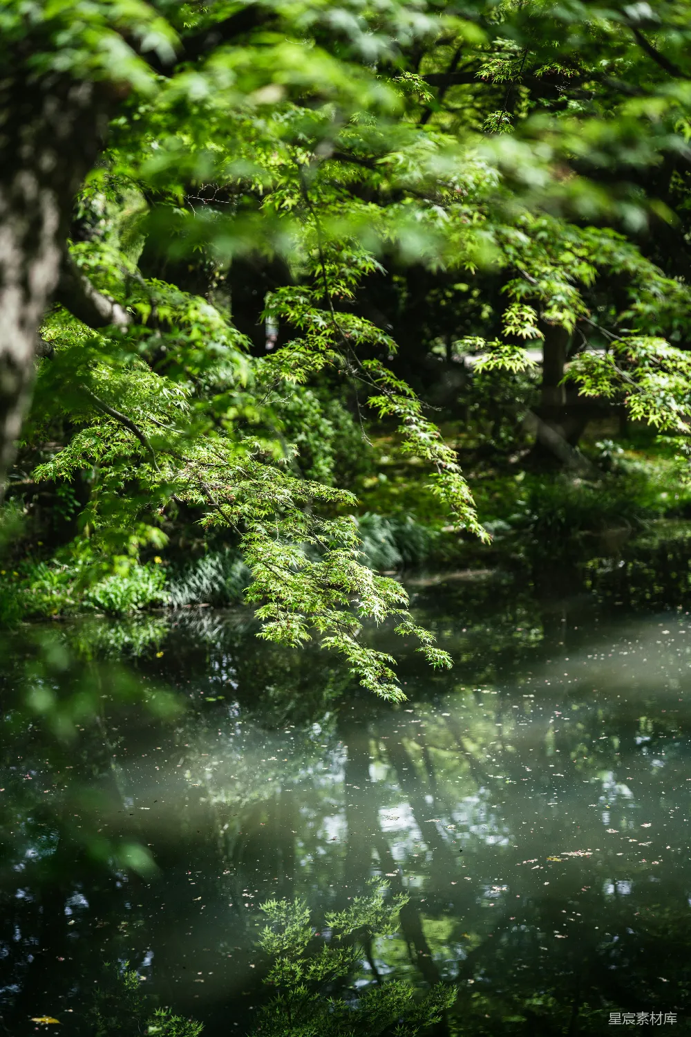 高清摄影 自然风光 宁静 湖畔 绿树成荫 夏日 绿意盎然的湖畔景色