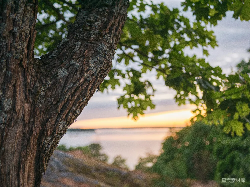 高清摄影 自然风光 日落 树木 海景 宁静 夕阳下的树与海景
