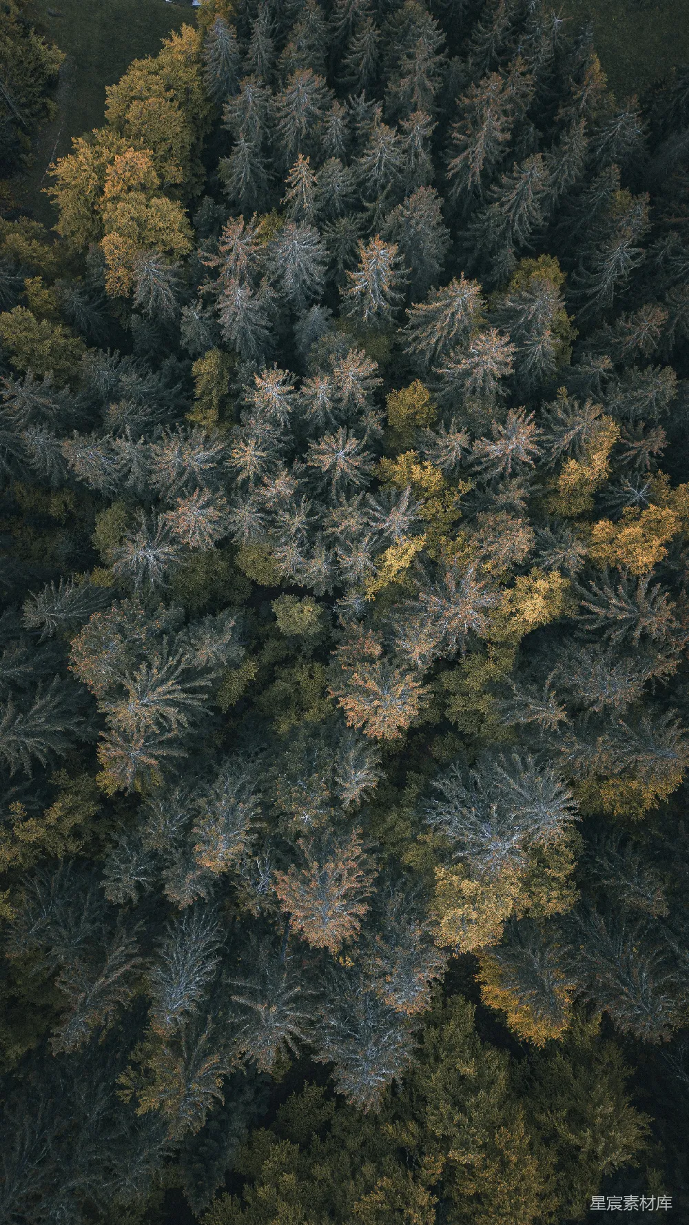 高清摄影 森林 俯瞰 秋季 自然 宁静 森林俯瞰：秋色与针叶的交响