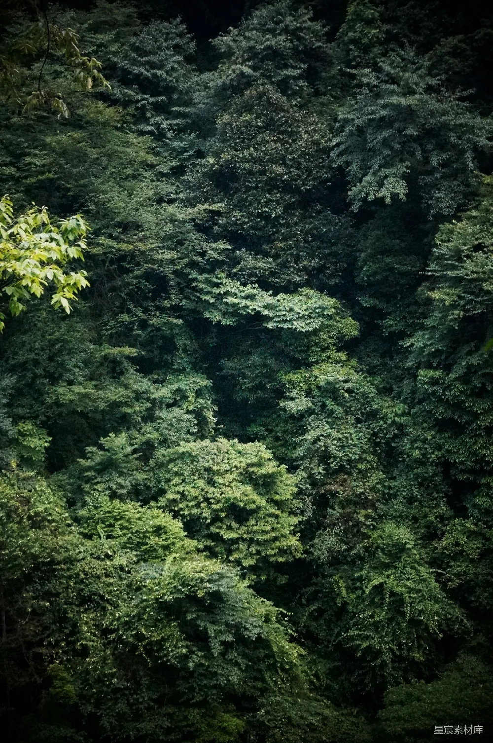 高清摄影 森林 自然 绿色 宁静 生态 茂密森林