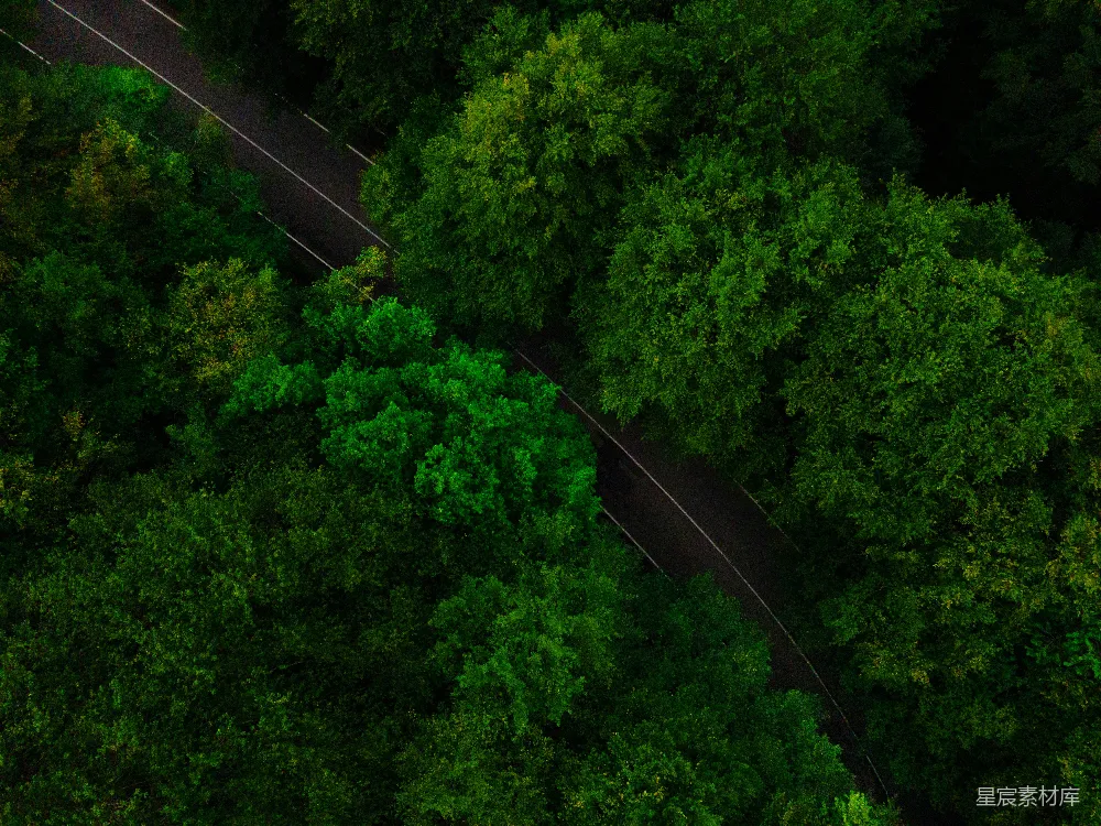 这张图片展示了森林中蜿蜒的道路，从高空俯瞰，道路两旁是郁郁葱葱的树木，给人一种宁静和自然的感觉。图片捕捉到了自然与人类建筑的和谐共存，适合用于自然、旅行、生态等主题的场景。