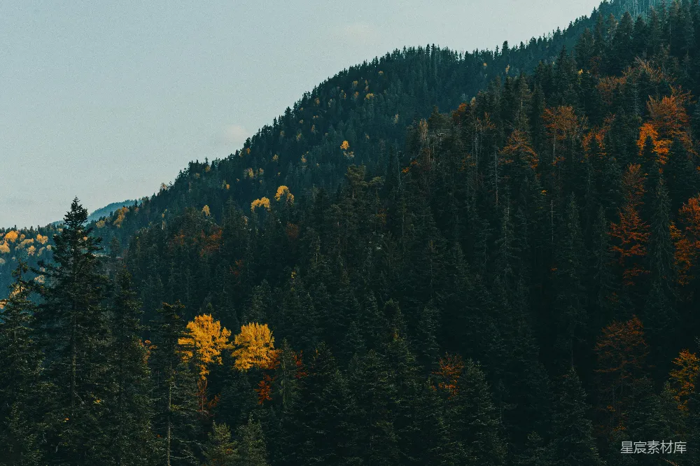 高清摄影 山林 秋景 自然 宁静 森林 秋日山林