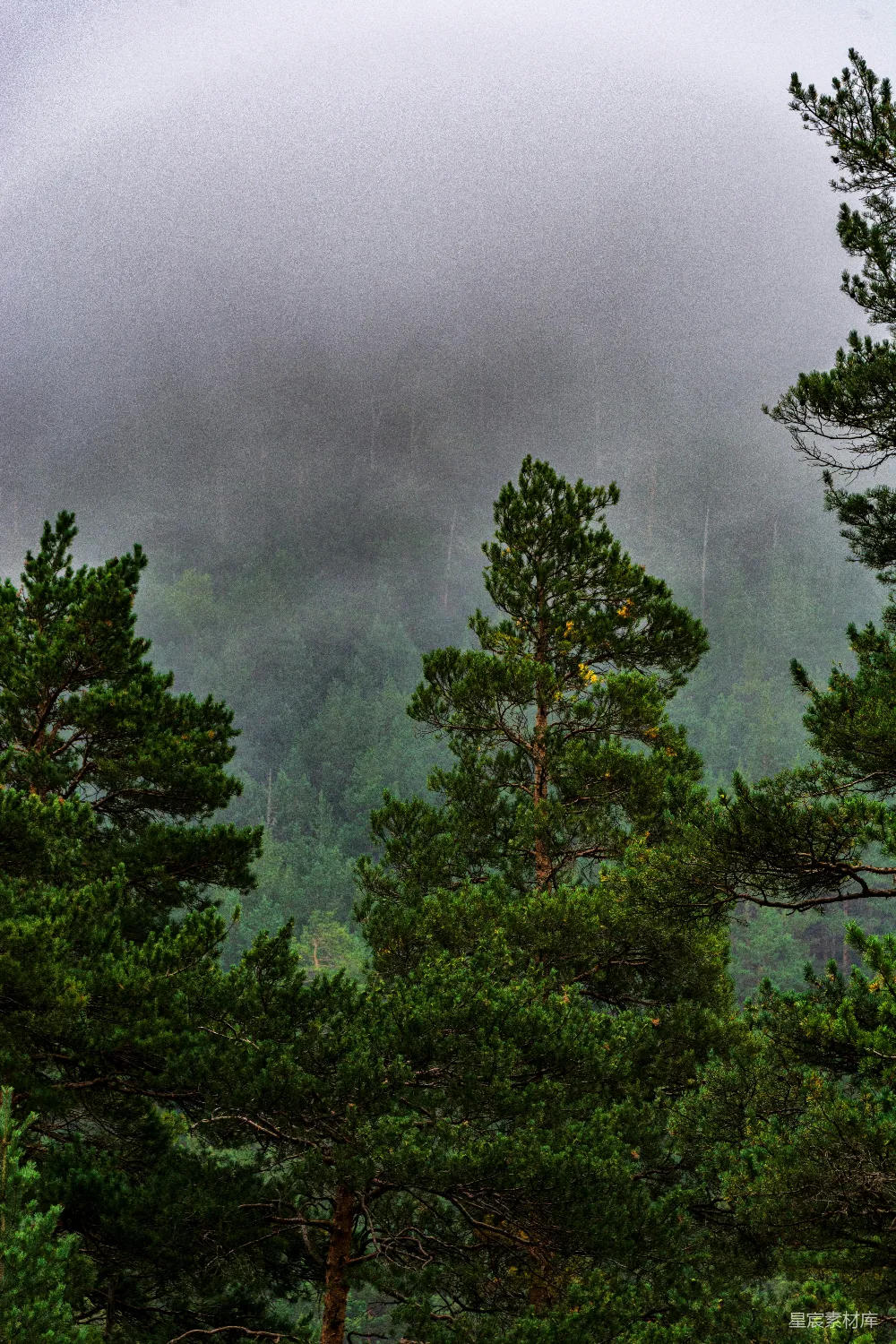高清摄影 松树 雾气 自然景观 宁静 森林 雾中松林