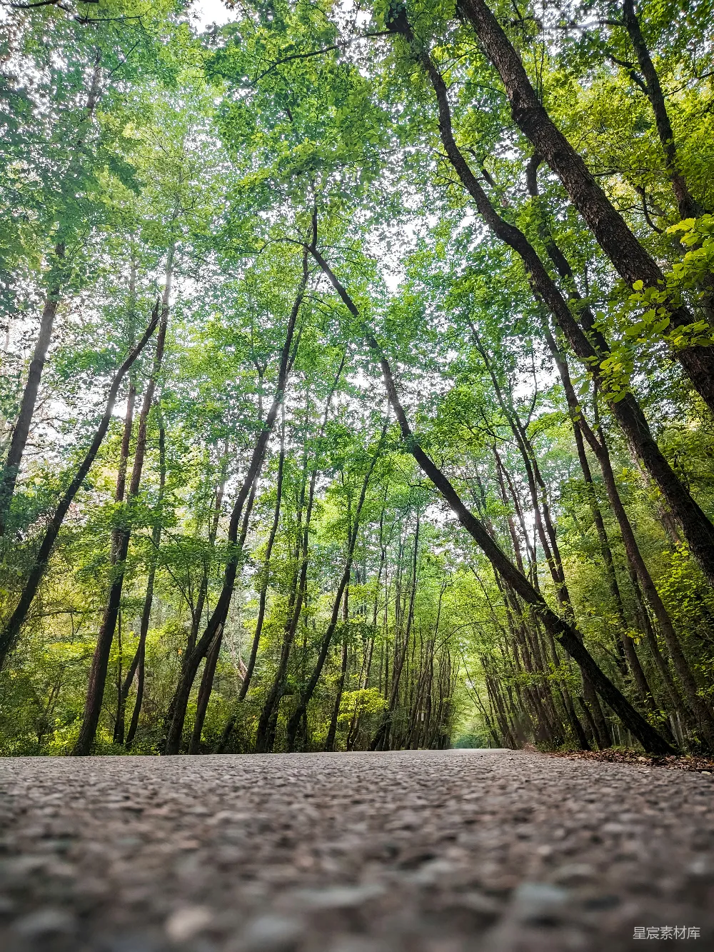 高清摄影 森林 小路 自然 宁静 户外 林间小路