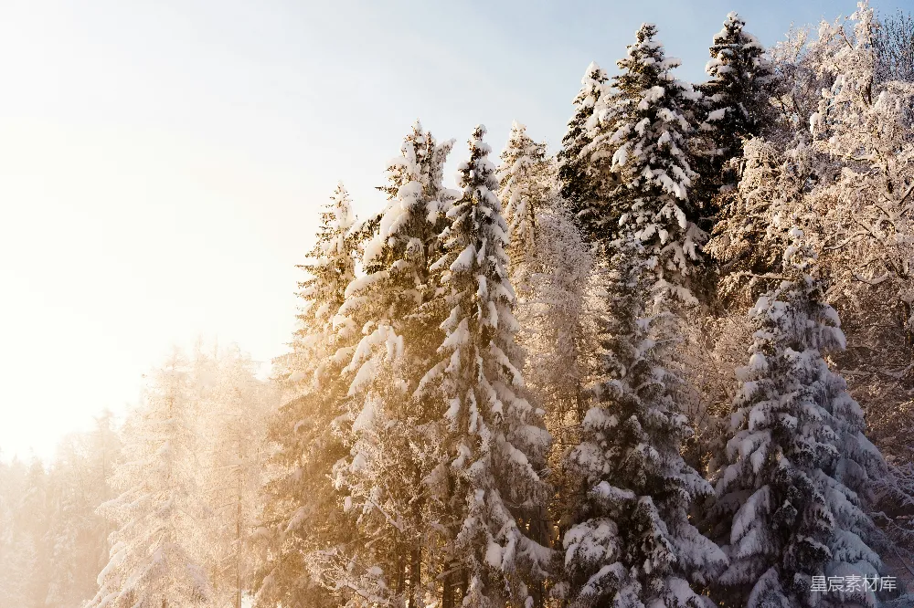 高清摄影 雪景 森林 冬季 自然 宁静 冬日雪景中的松树林