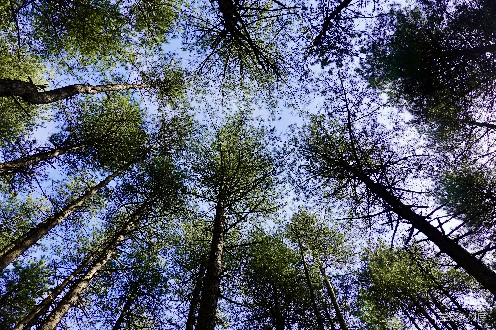 高清摄影 森林 仰视 自然 蓝天 宁静 仰视森林的蓝天