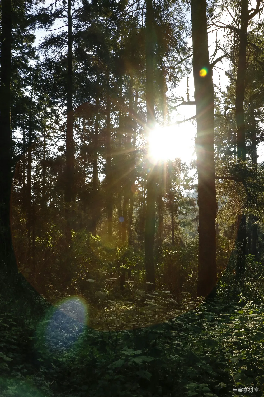 高清摄影 森林 阳光 自然 宁静 户外 阳光穿透森林