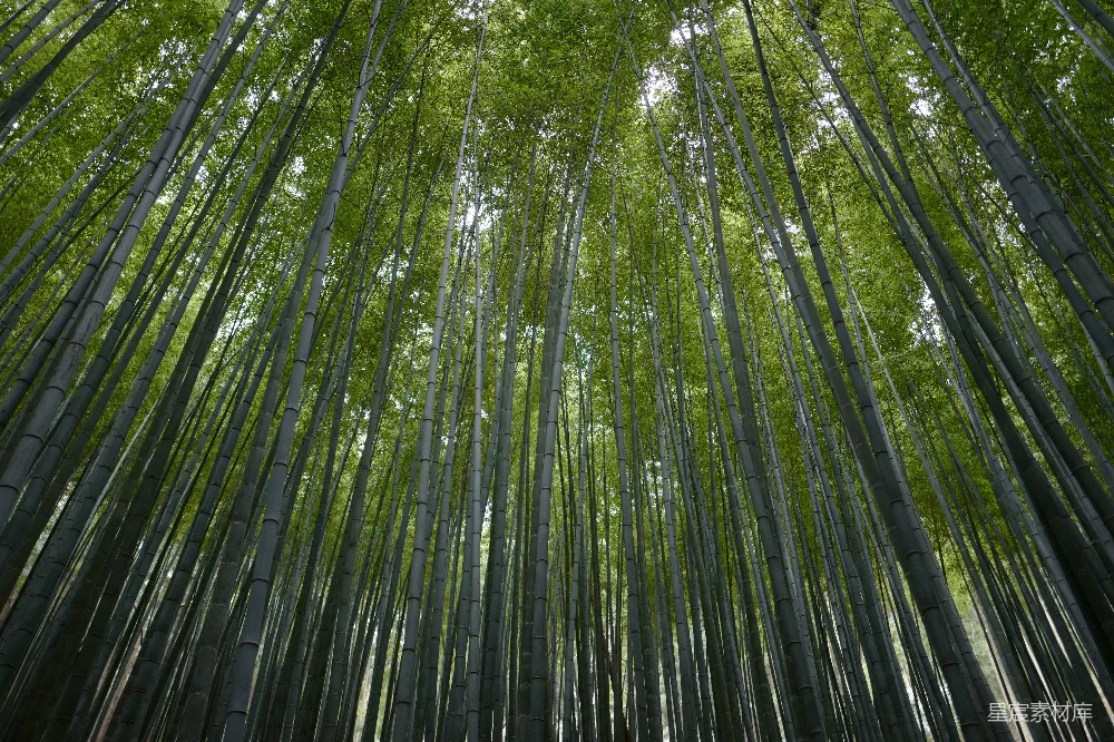 高清摄影 竹林 自然 宁静 森林 清新 竹林的静谧世界