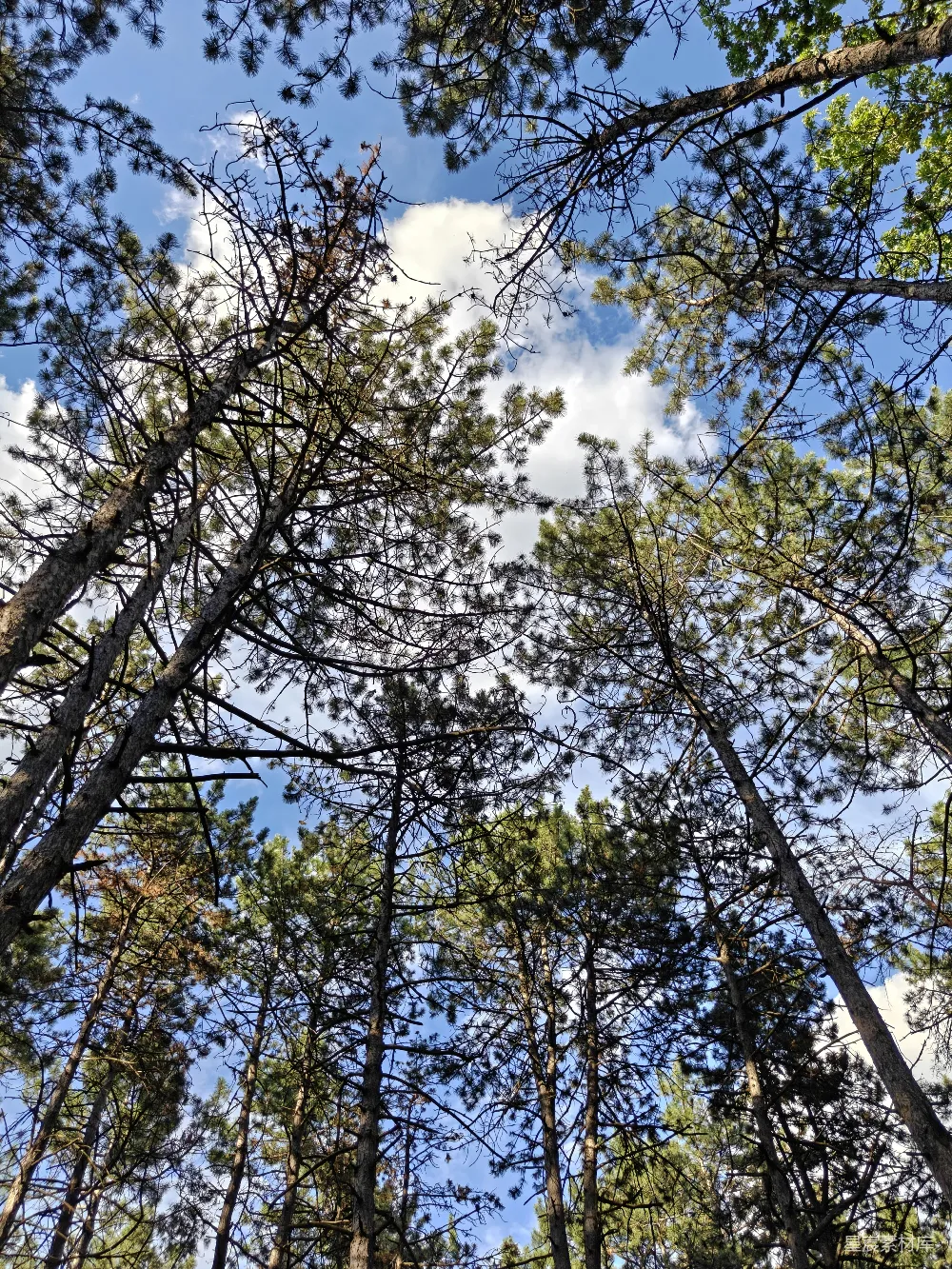 高清摄影 自然 松林 蓝天 户外 宁静 仰望松林的蓝天