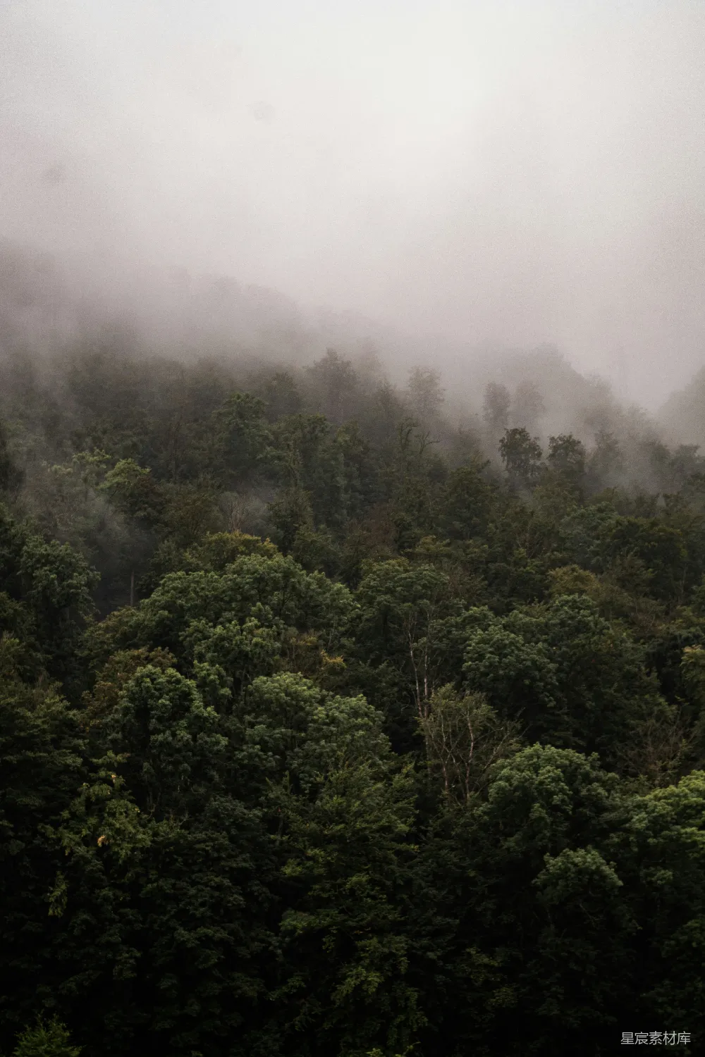 高清摄影 森林 雾气 自然 宁静 风景 雾中的森林