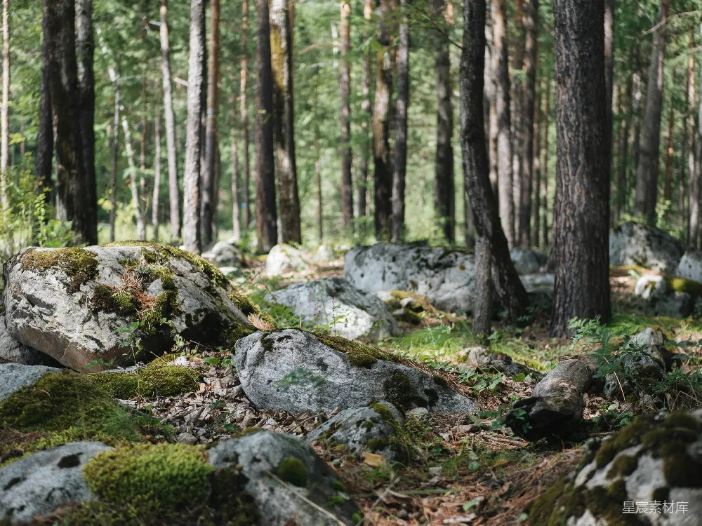 高清摄影 森林 自然 岩石 宁静 户外 森林中的岩石