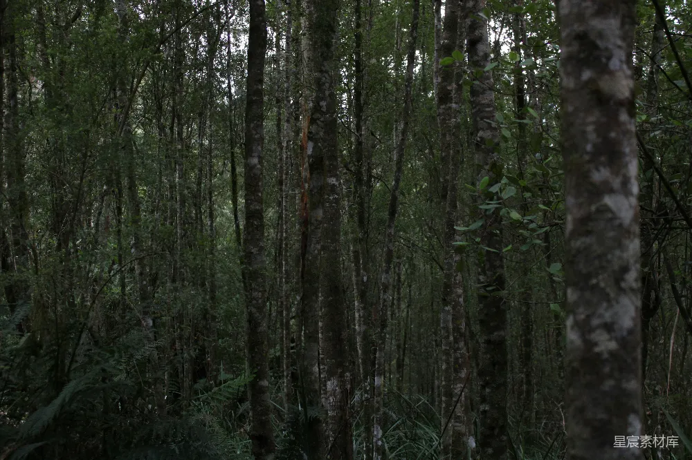 高清摄影 森林 幽静 自然 探险 宁静 幽暗森林