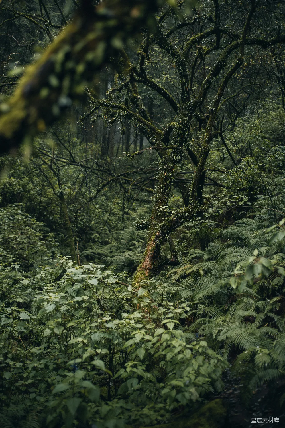 高清摄影 森林 苔藓 自然 神秘 户外 神秘的苔藓森林