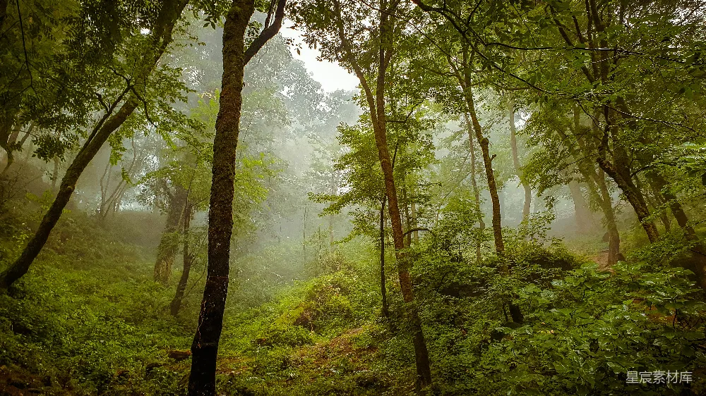 高清摄影 森林 雾气 自然 宁静 早晨 雾中的森林