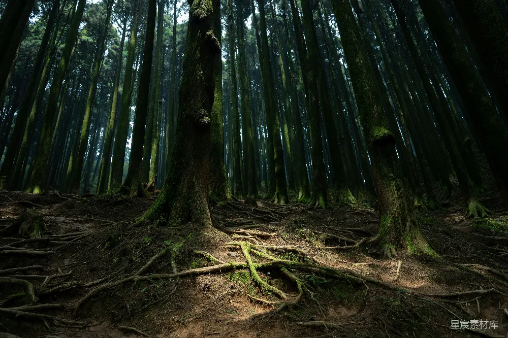 高清摄影 森林 自然 深邃 古老 根系 深林中的古老根系