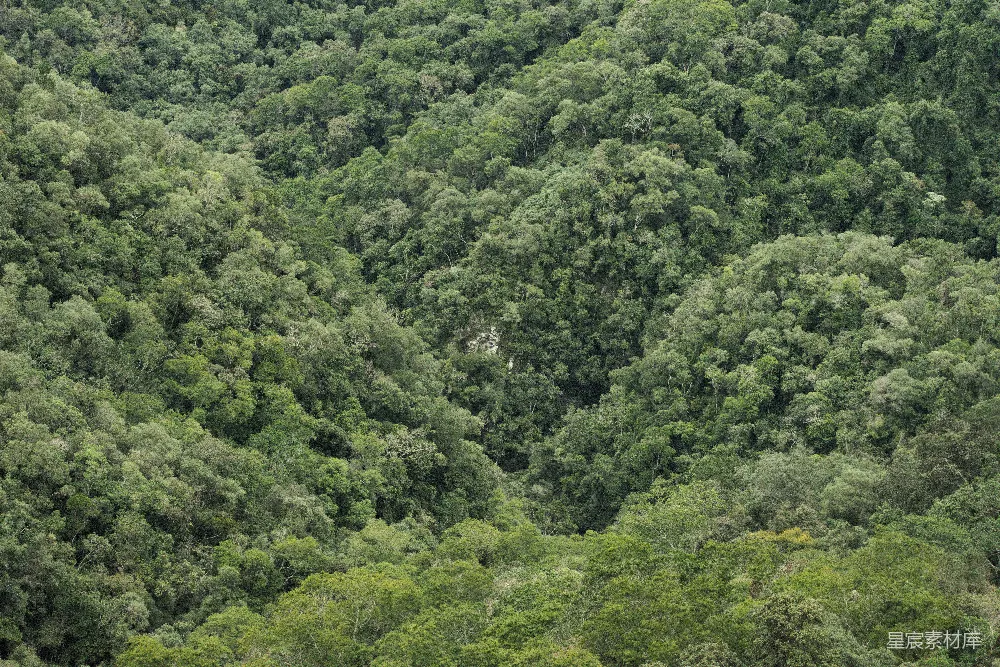 这张图片展示了连绵起伏的森林，树木郁郁葱葱，覆盖在山脉上，展现出自然的壮丽景色。图片中，绿色的叶片和枝条交织在一起，形成了丰富的层次感，给人一种宁静而深远的感觉。适合用于自然保护、生态旅游宣传或环境教育素材。