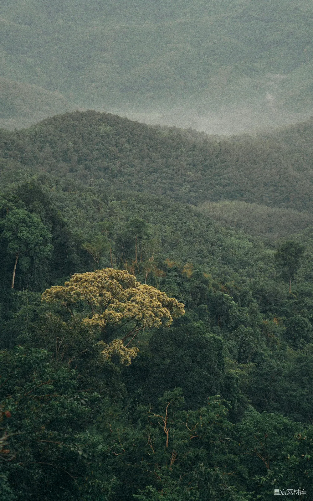 高清摄影 森林 山景 雾气 自然 宁静 山间雾气中的森林