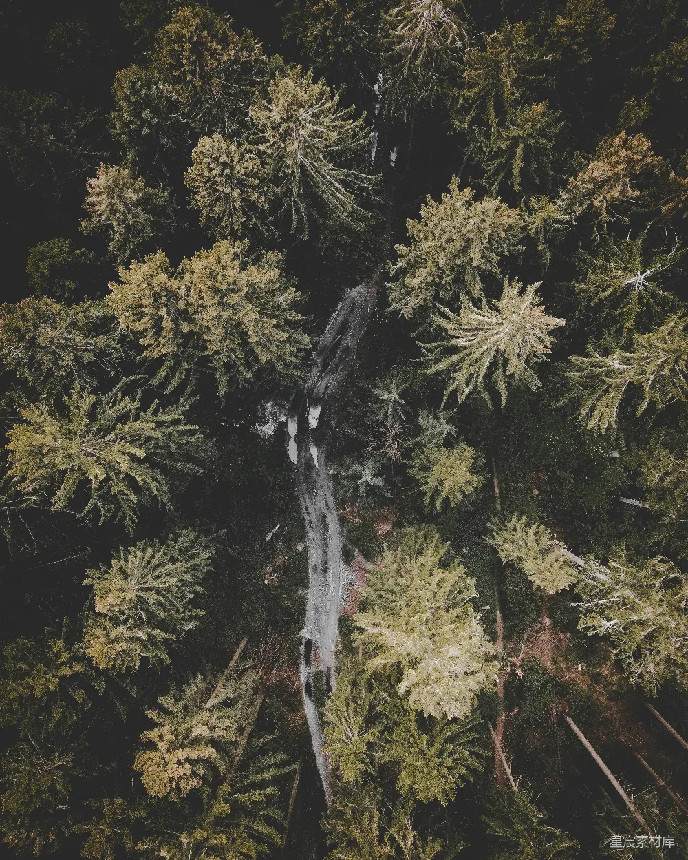 高清摄影 森林 鸟瞰 枯木 自然 宁静 俯瞰森林中的枯树