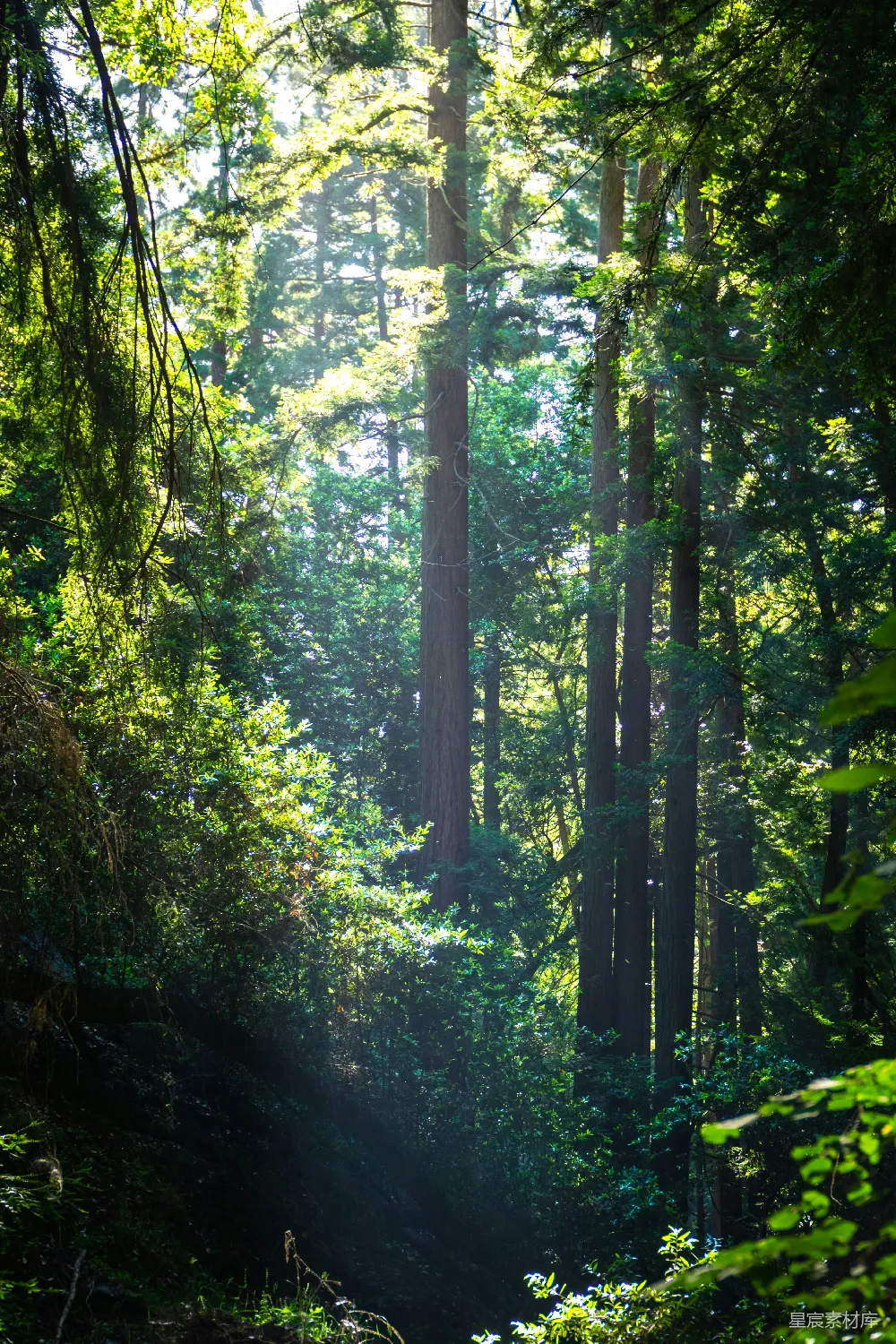 高清摄影 森林 阳光 宁静 自然 风景 阳光透过森林的静谧场景