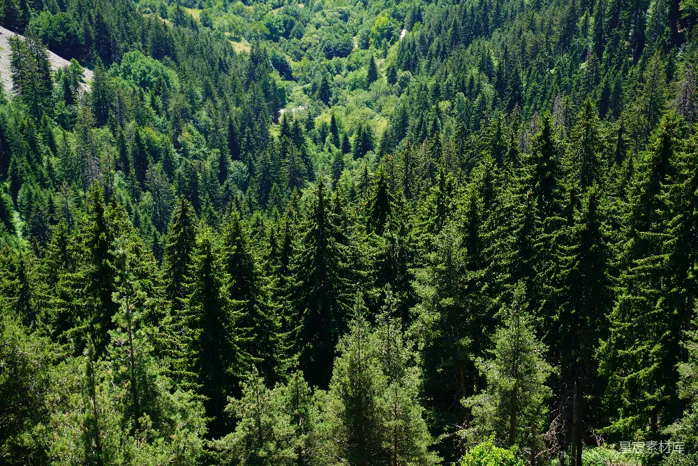 高清摄影 森林 自然 绿色 宁静 户外 森林的壮丽景色
