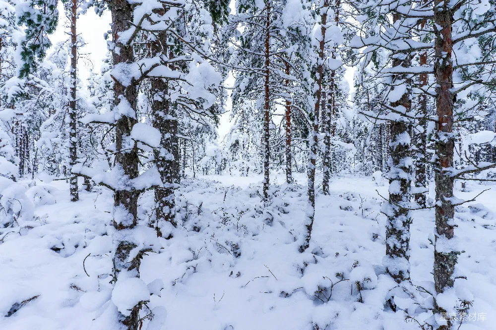 高清摄影 雪景 森林 宁静 自然 冬季 冬日雪林