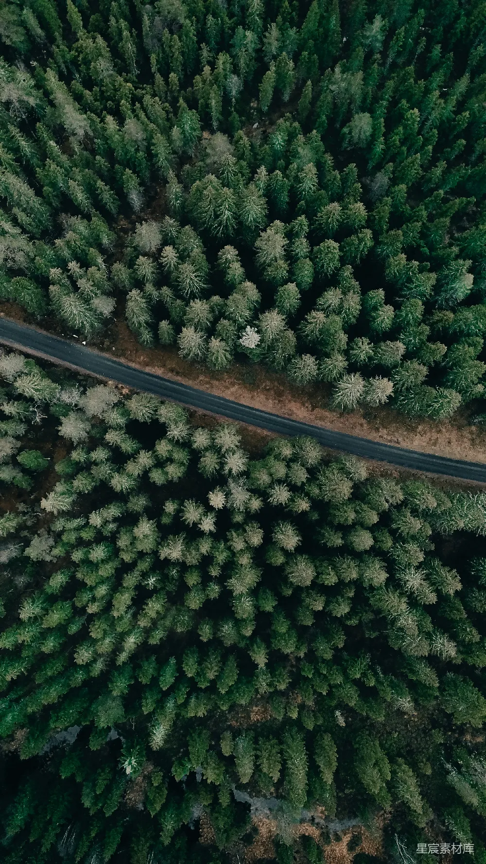 高清摄影 森林 航拍 蜿蜒 自然 道路 森林中的蜿蜒道路