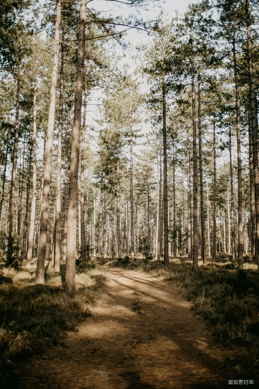 高清摄影 森林 自然 风景 宁静 户外 林中小径