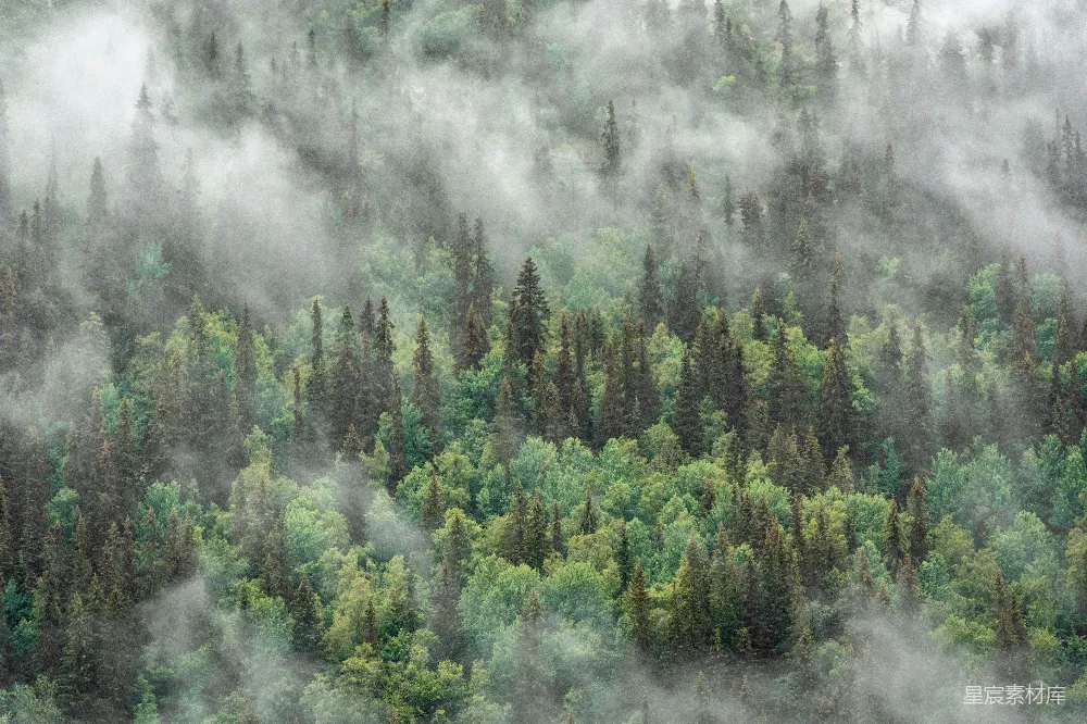 高清摄影 森林 雾气 自然 宁静 风景 雾中的森林