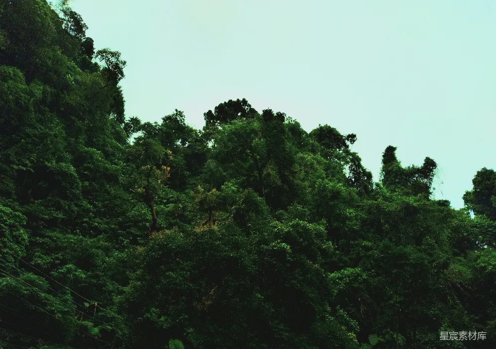 高清摄影 自然 风景 绿色 树木 宁静 茂密的丛林