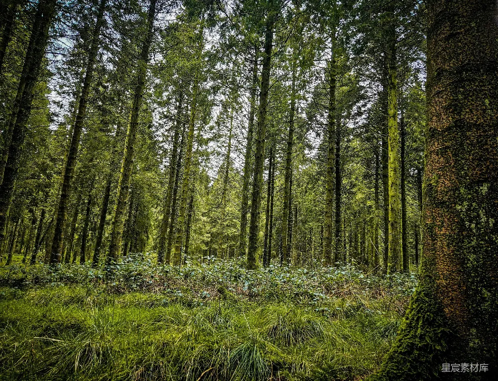 这张图片展示了一片宁静的森林场景，高大的树木排列整齐，覆盖着青苔的树干显得古老而神秘。地面上的草丛和灌木丛在阳光的照射下显得生机勃勃。整个画面充满了自然的宁静与和谐，适合用于自然、旅行、户外活动的背景或主题。